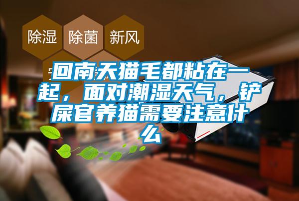 回南天貓毛都粘在一起，面對潮濕天氣，鏟屎官養貓需要注意什么
