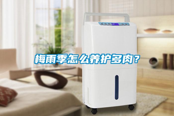 梅雨季怎么養護多肉？