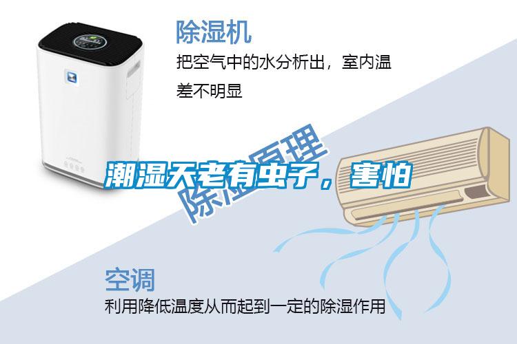 潮濕天老有蟲(chóng)子，害怕