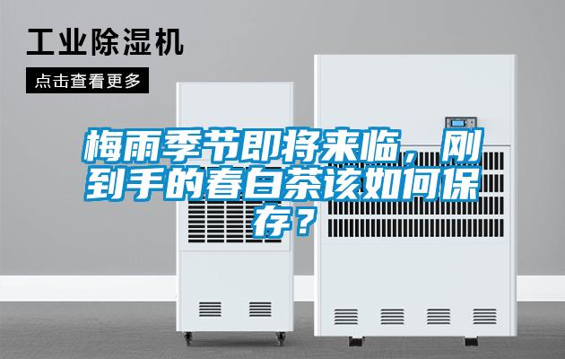 梅雨季節即將來(lái)臨，剛到手的春白茶該如何保存？