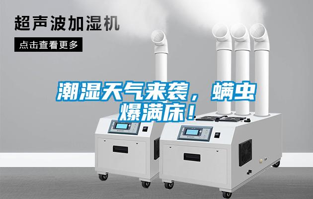 潮濕天氣來(lái)襲，螨蟲(chóng)爆滿(mǎn)床！