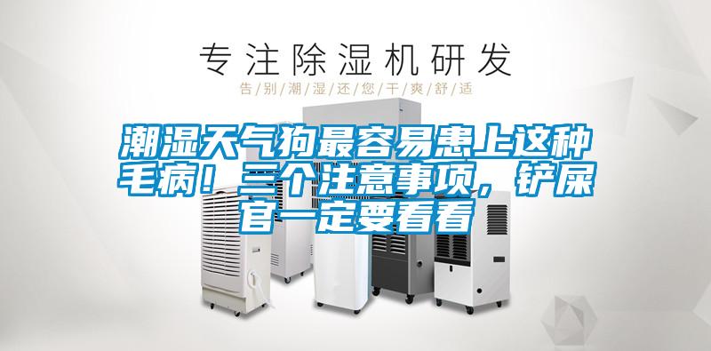 潮濕天氣狗最容易患上這種毛??！三個(gè)注意事項，鏟屎官一定要看看