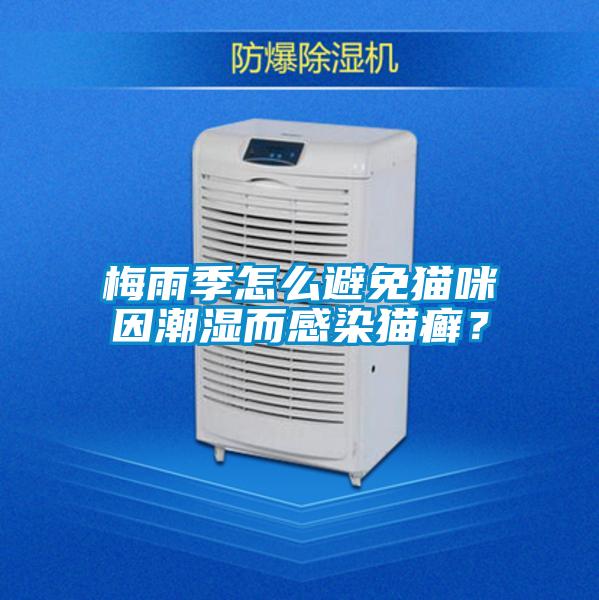 梅雨季怎么避免貓咪因潮濕而感染貓癬？