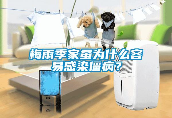 梅雨季家蠶為什么容易感染僵??？