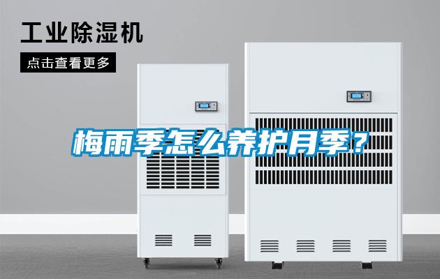 梅雨季怎么養護月季？