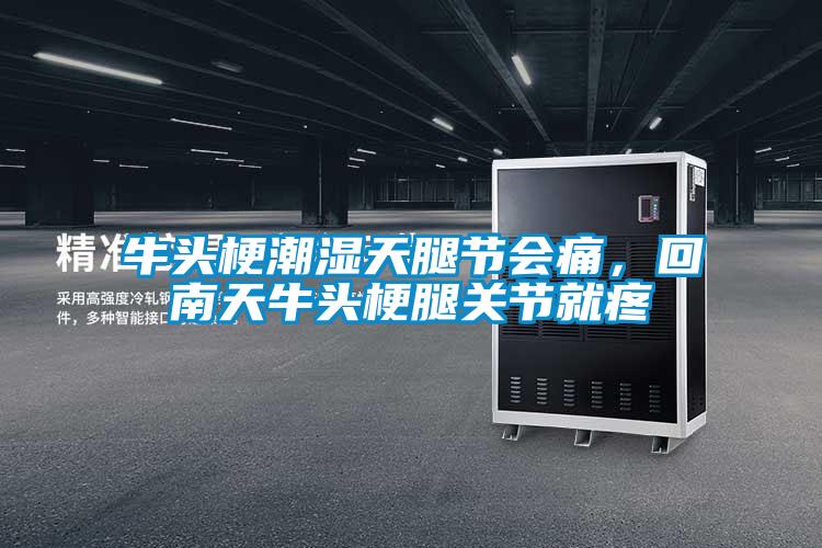 牛頭梗潮濕天腿節會(huì )痛，回南天牛頭梗腿關(guān)節就疼