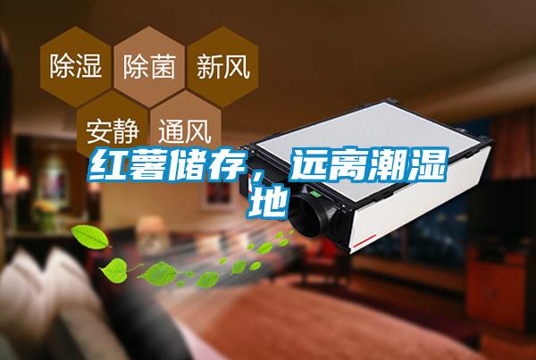 紅薯儲存，遠離潮濕地