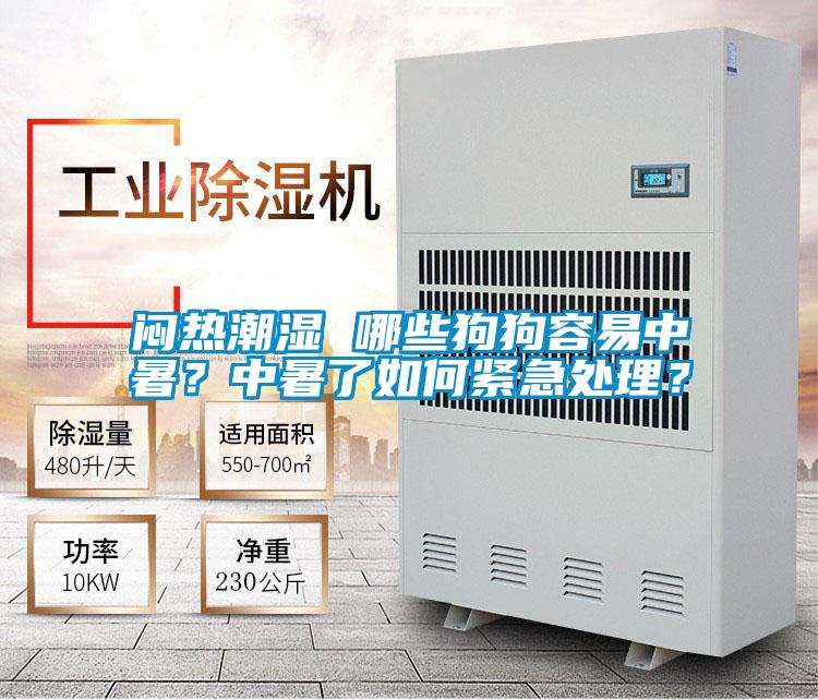 悶熱潮濕 哪些狗狗容易中暑？中暑了如何緊急處理？