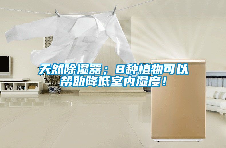 天然除濕器；8種植物可以幫助降低室內濕度！